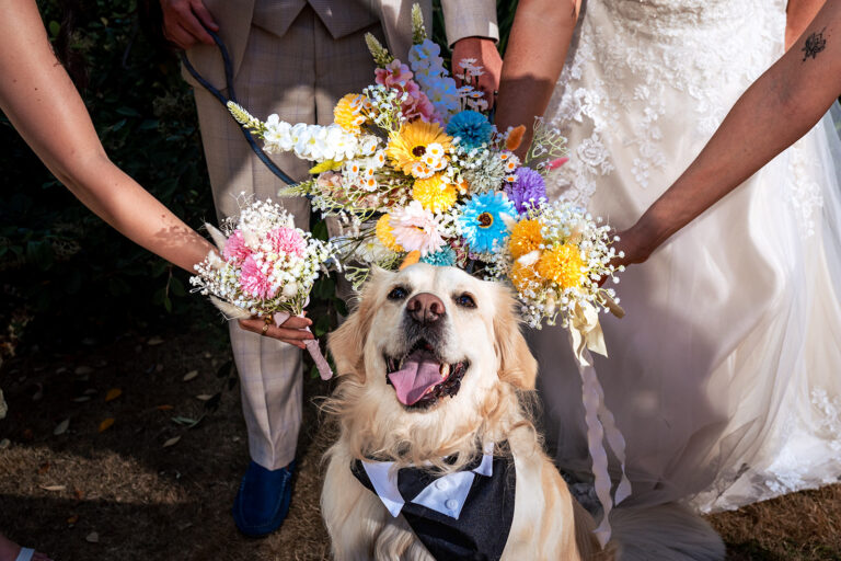The couple's dog joins in the wedding photos at Newtown House Hotel, Hayling Island